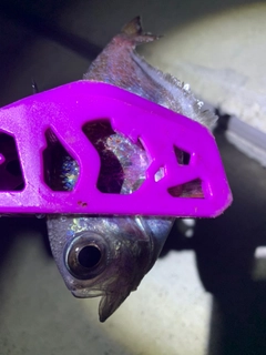 ハタンポの釣果