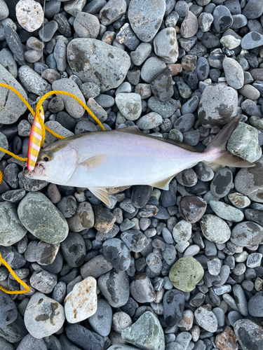 ショゴの釣果