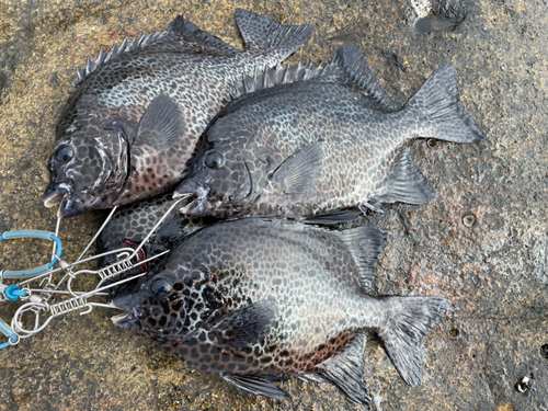 イシガキダイの釣果