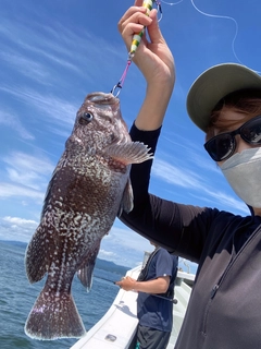 クロソイの釣果