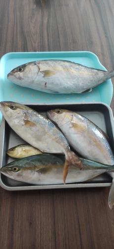 ショゴの釣果