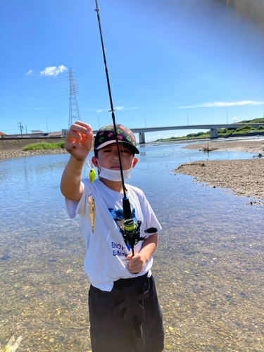 マハゼの釣果