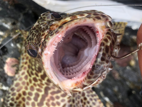 カンモンハタの釣果