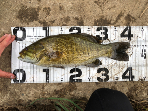 ブラックバスの釣果