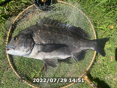 クロダイの釣果