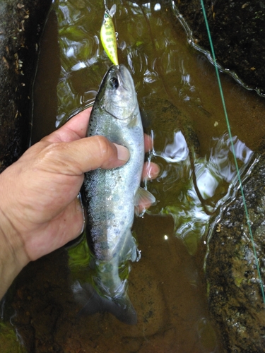 ヤマメの釣果