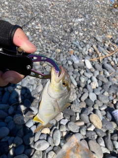 ショゴの釣果