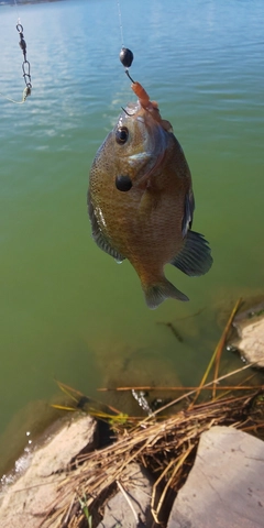 釣果