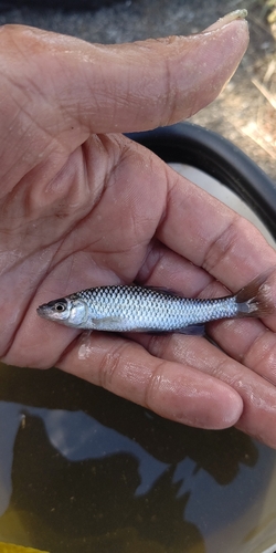 モツゴの釣果