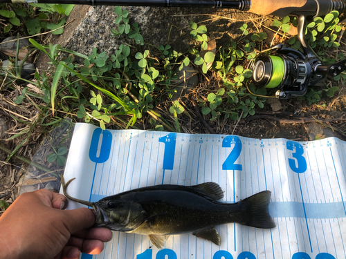 スモールマウスバスの釣果