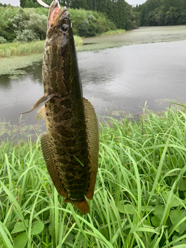 ライギョの釣果