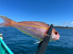 イトヨリダイの釣果