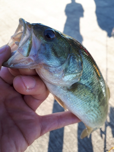 ラージマウスバスの釣果