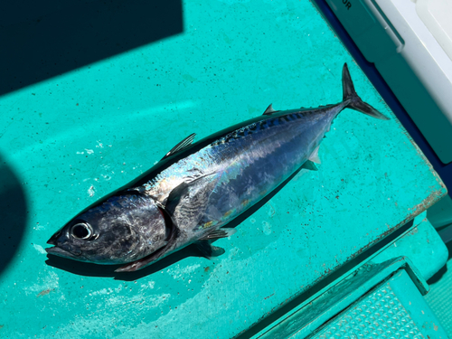 マルソウダの釣果