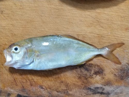 カンパチの釣果