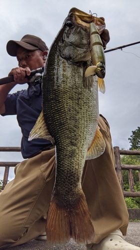 ブラックバスの釣果