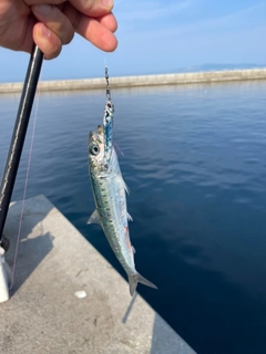 イワシの釣果