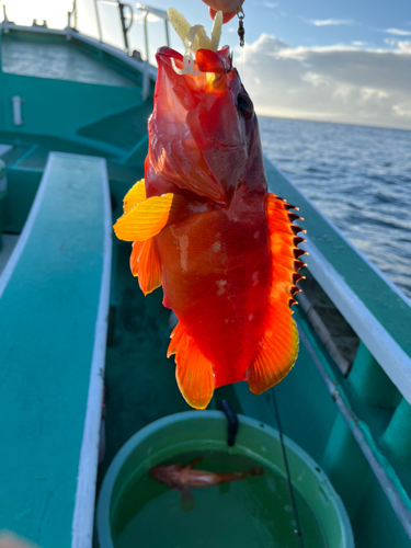 アカハタの釣果