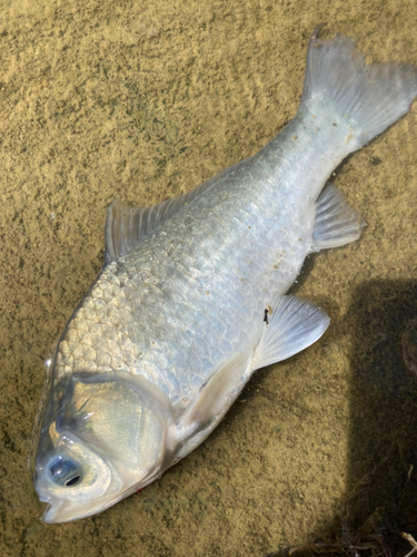 ヘラブナの釣果