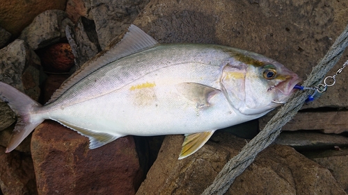 ネリゴの釣果