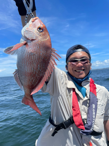 マダイの釣果