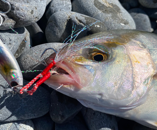 ショゴの釣果