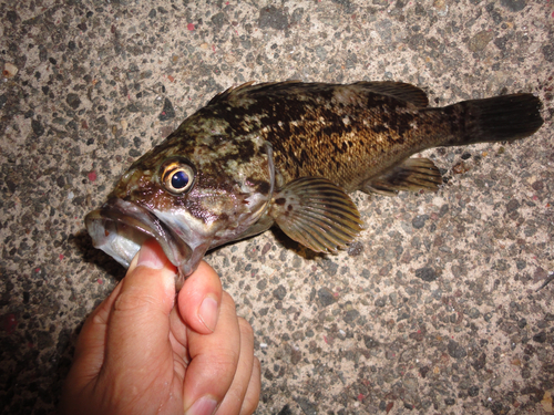 ソイの釣果