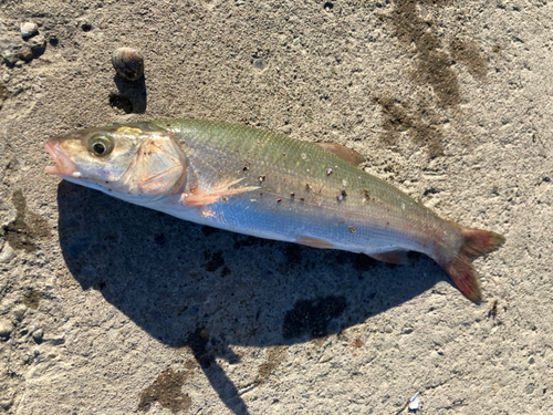 マルタウグイの釣果