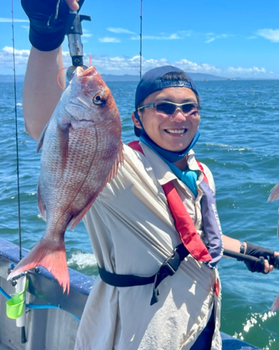 マダイの釣果