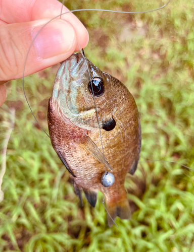 ブルーギルの釣果