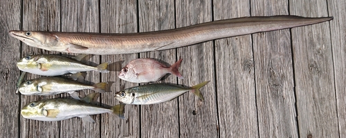 ハモの釣果