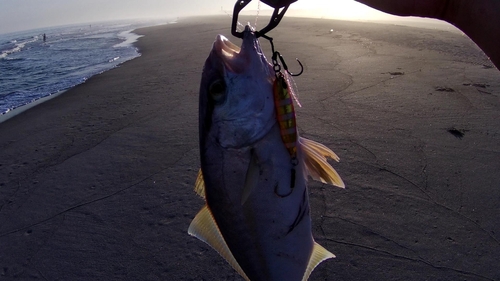 ショゴの釣果