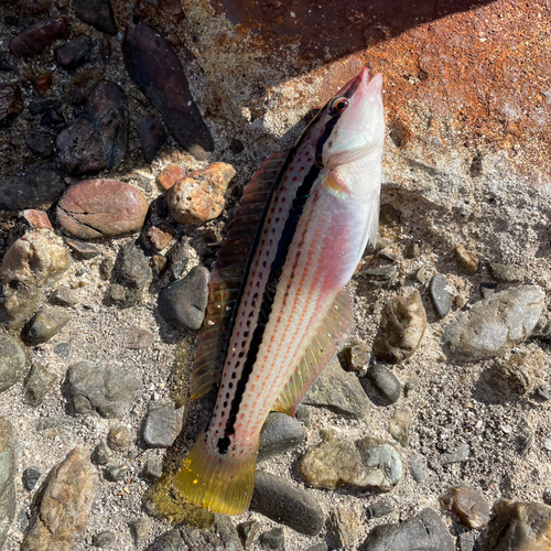 キュウセンの釣果