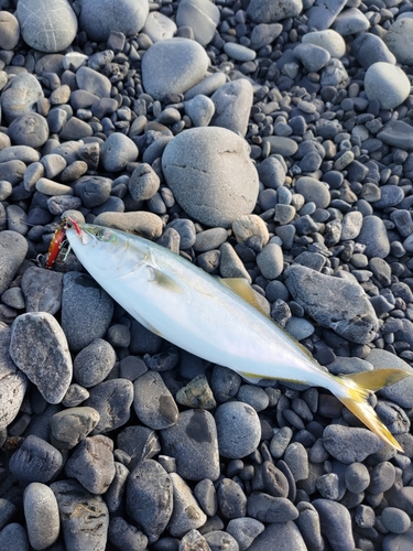 ワカシの釣果