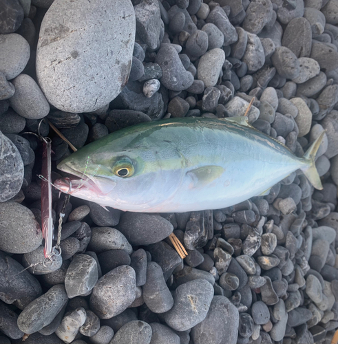 ワカシの釣果