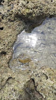 カンモンハタの釣果