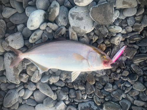 ショゴの釣果