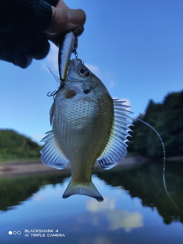 ブルーギルの釣果