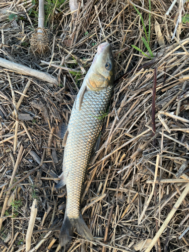 ニゴイの釣果