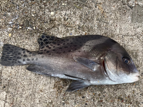 コショウダイの釣果