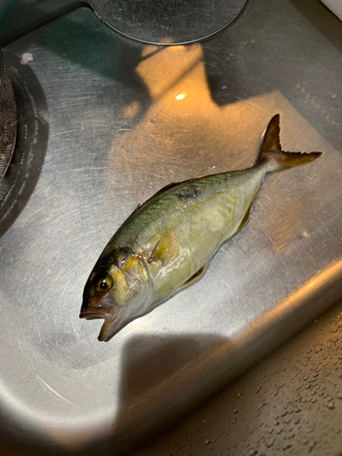 ショゴの釣果