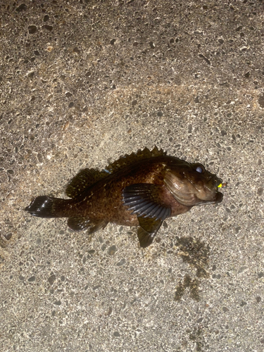 ムラソイの釣果