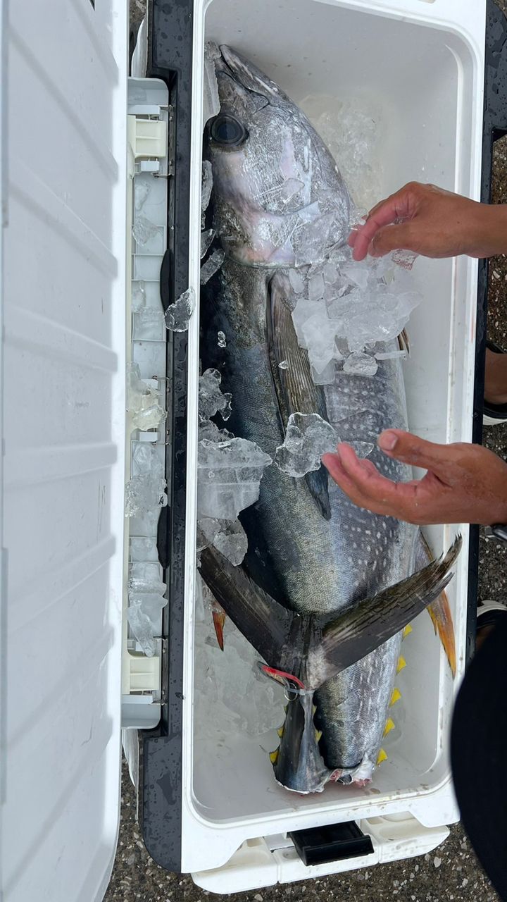 ヒグヒグさんの釣果 2枚目の画像