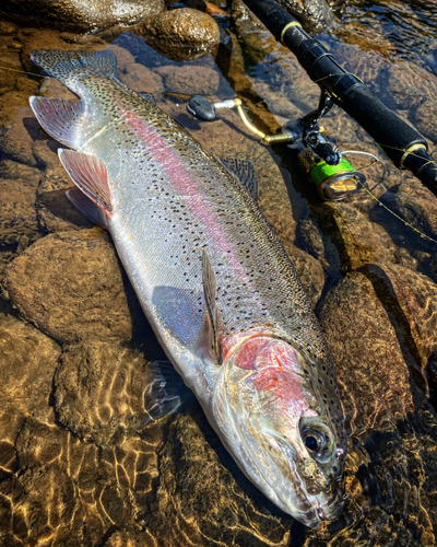 ニジマスの釣果