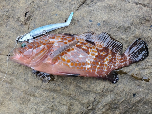 キジハタの釣果