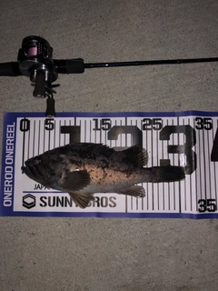 ソイの釣果