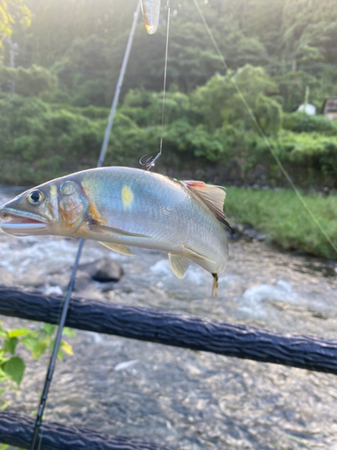 アユの釣果