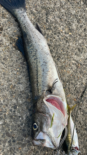 シーバスの釣果