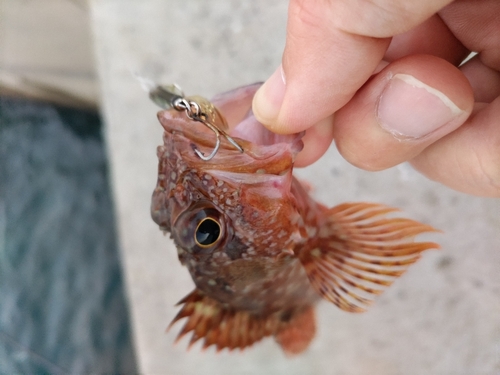 カサゴの釣果