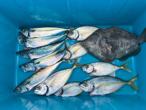 カワハギの釣果